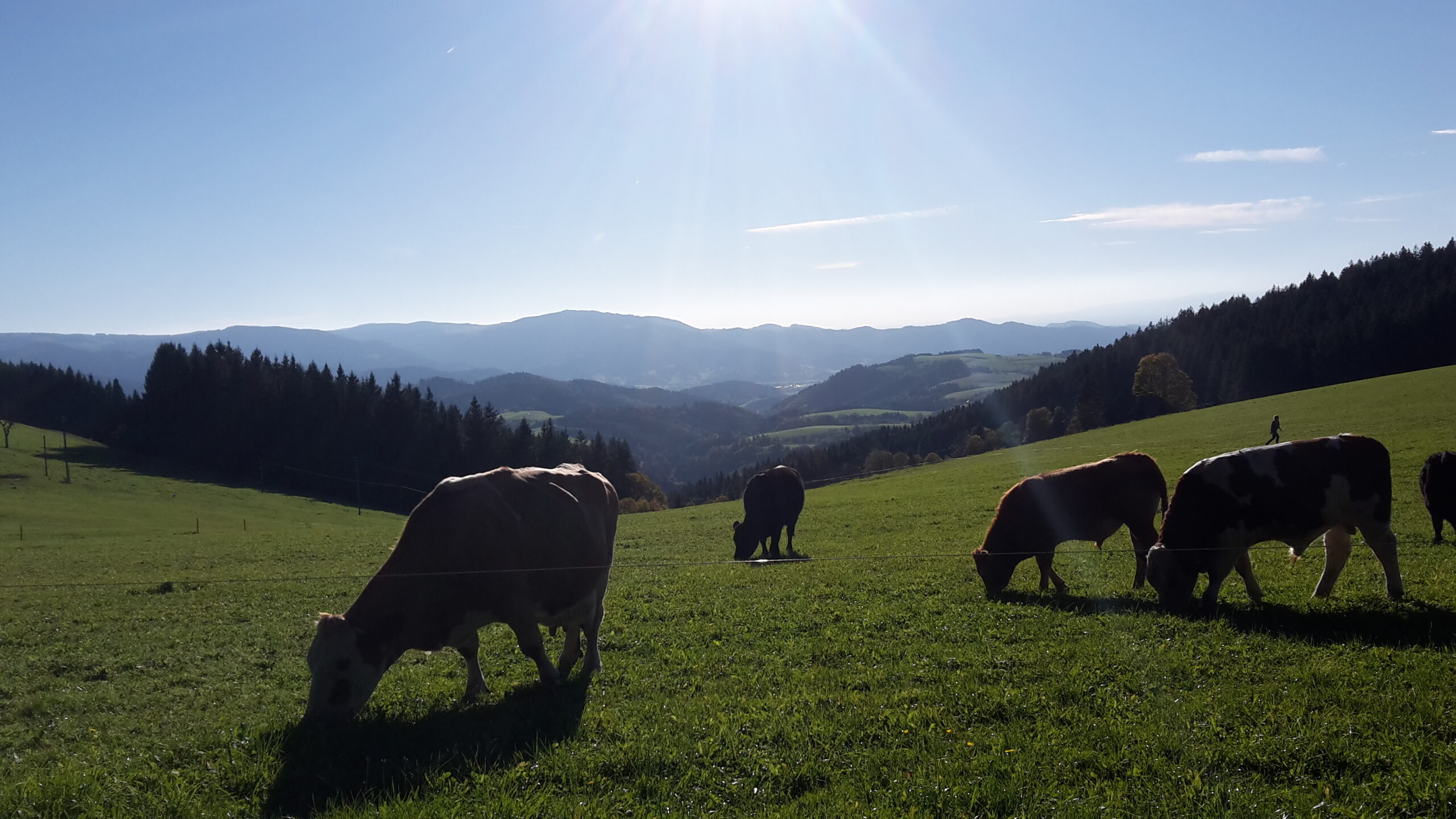 Mutterkuhherde - Kapfenmathishof